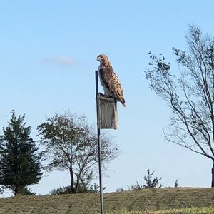 Meet your Posher, Patrick